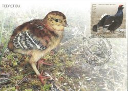 Estonia 2008 Bird of the Year Black Grouse Maxicard