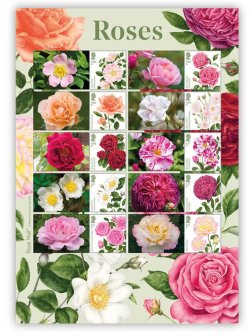 Great Britain United Kingdom 2026 Flowers Roses Set of 10 stamps with labels in special limited edition sheetlet / block MNH