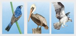 Netherlands 2026 Birds Saba Set of 3 postcards