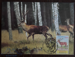 Belarus Belorussia 1995 Fauna Mammals Red Deer Rare maxicard